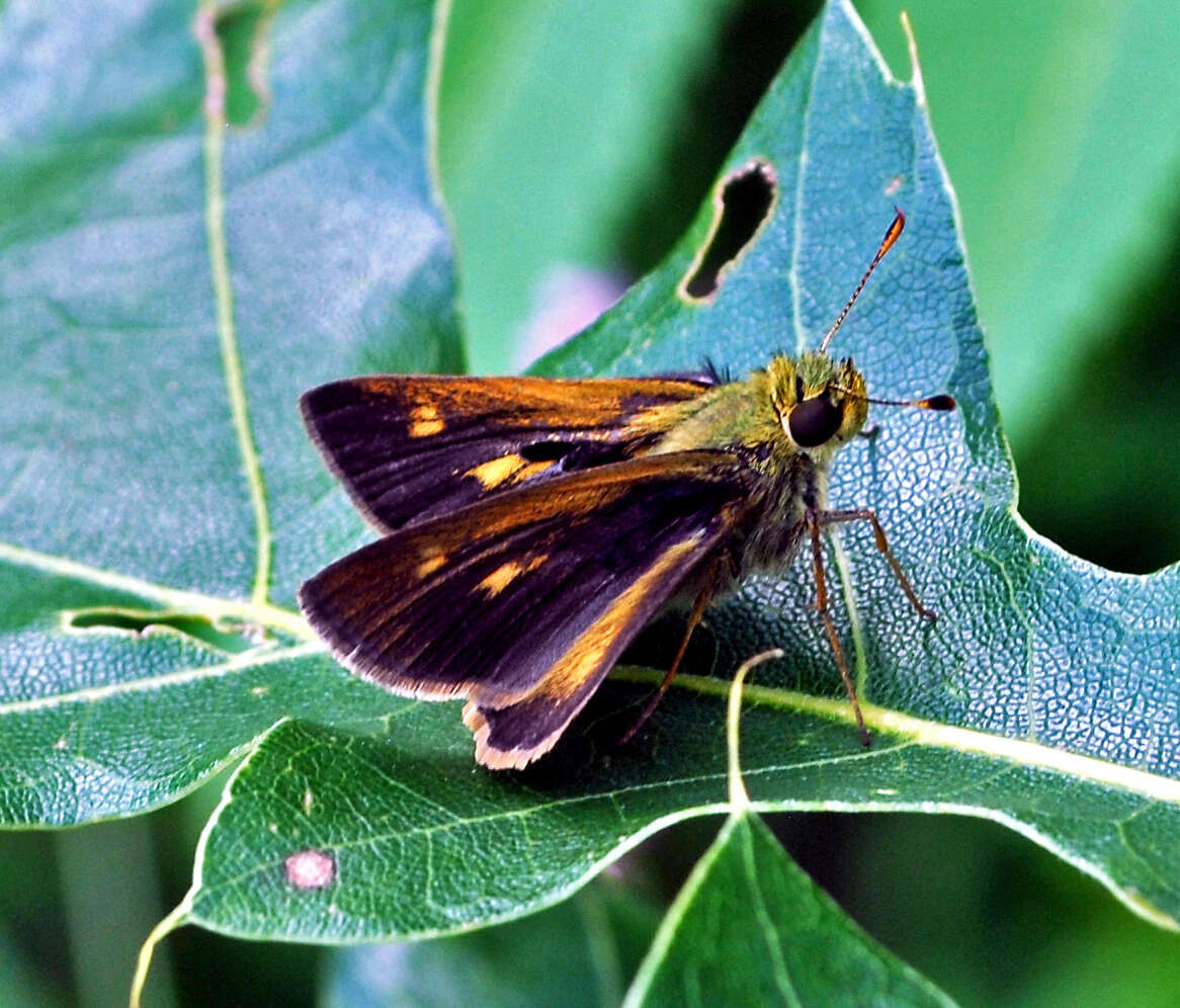 Image of Tawny-edged Skipper