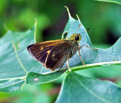 Image of Tawny-edged Skipper