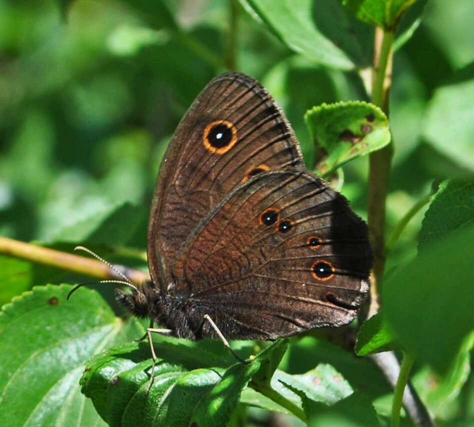 Image of Common Wood Nymph