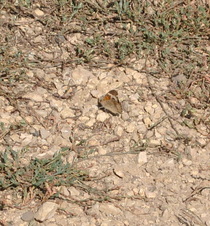 Image of Common buckeye