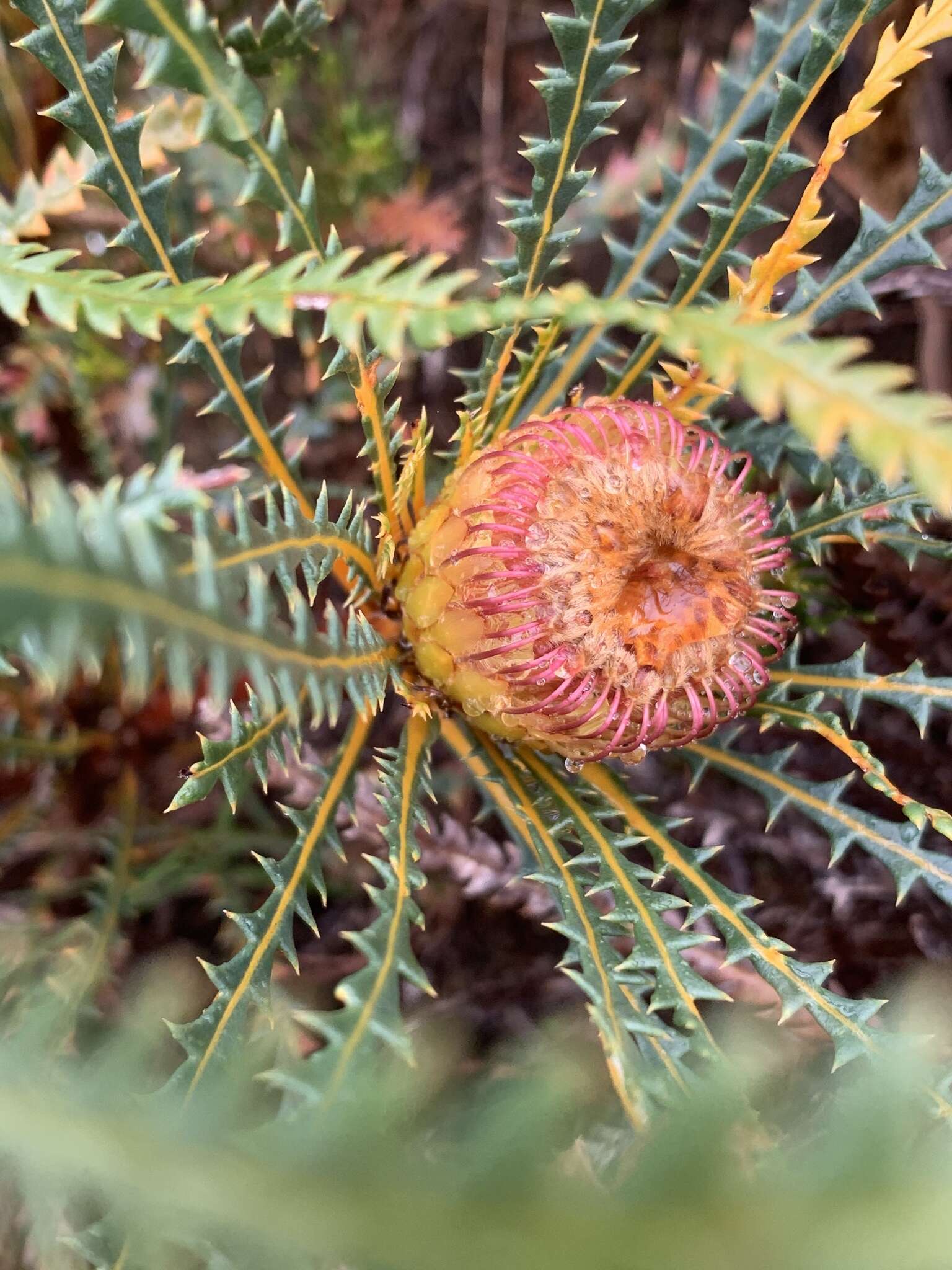 Image of Banksia dallanneyi A. R. Mast & K. R. Thiele