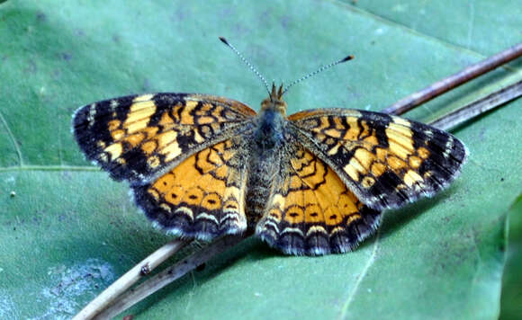 Image of Phyciodes cocyta