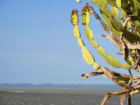 Imagem de Euphorbia triangularis Desf. ex A. Berger