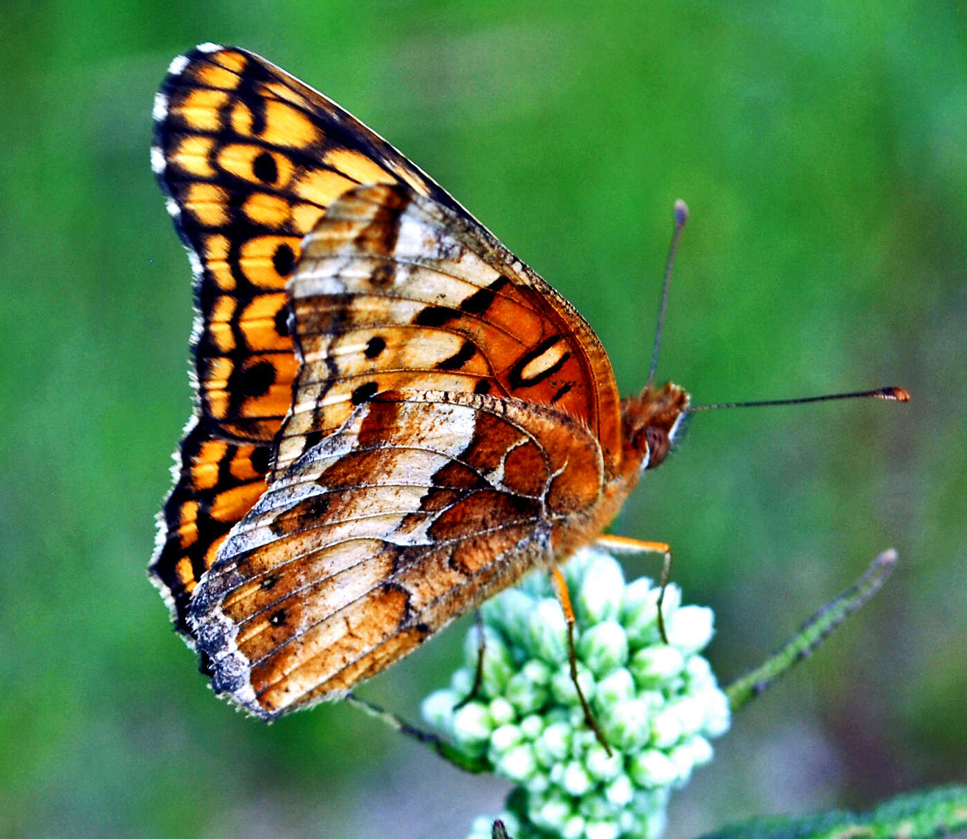 Image of Variegated Fritillary