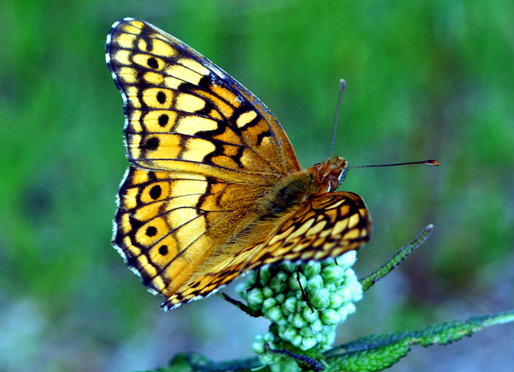 Image of Variegated Fritillary