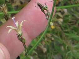 صورة Wahlenbergia adpressa (L. fil.) Sond.