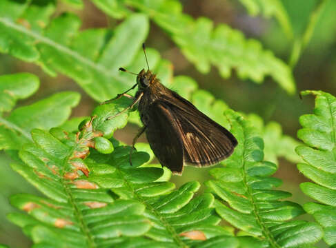 Image of Dun Sedge Skipper