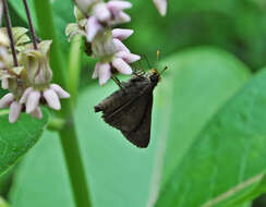 Image of Dun Sedge Skipper