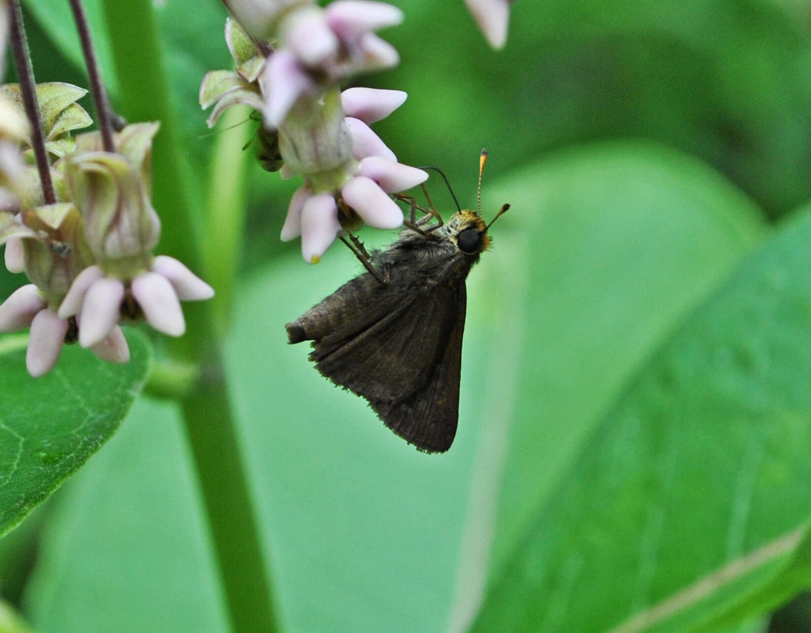 Image of Dun Sedge Skipper