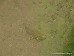 Image of Lithobates spectabilis (Hillis & Frost 1985)