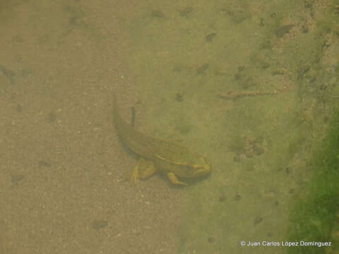 Image of Lithobates spectabilis (Hillis & Frost 1985)