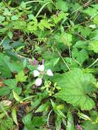 Image of Cleome guaranitica (Chod. & Hassl.) Briquet