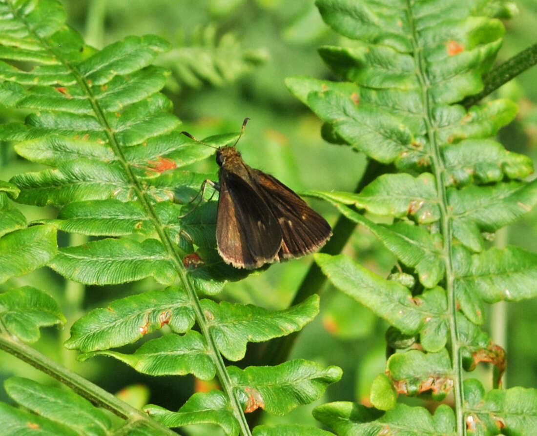 Image of Dun Sedge Skipper