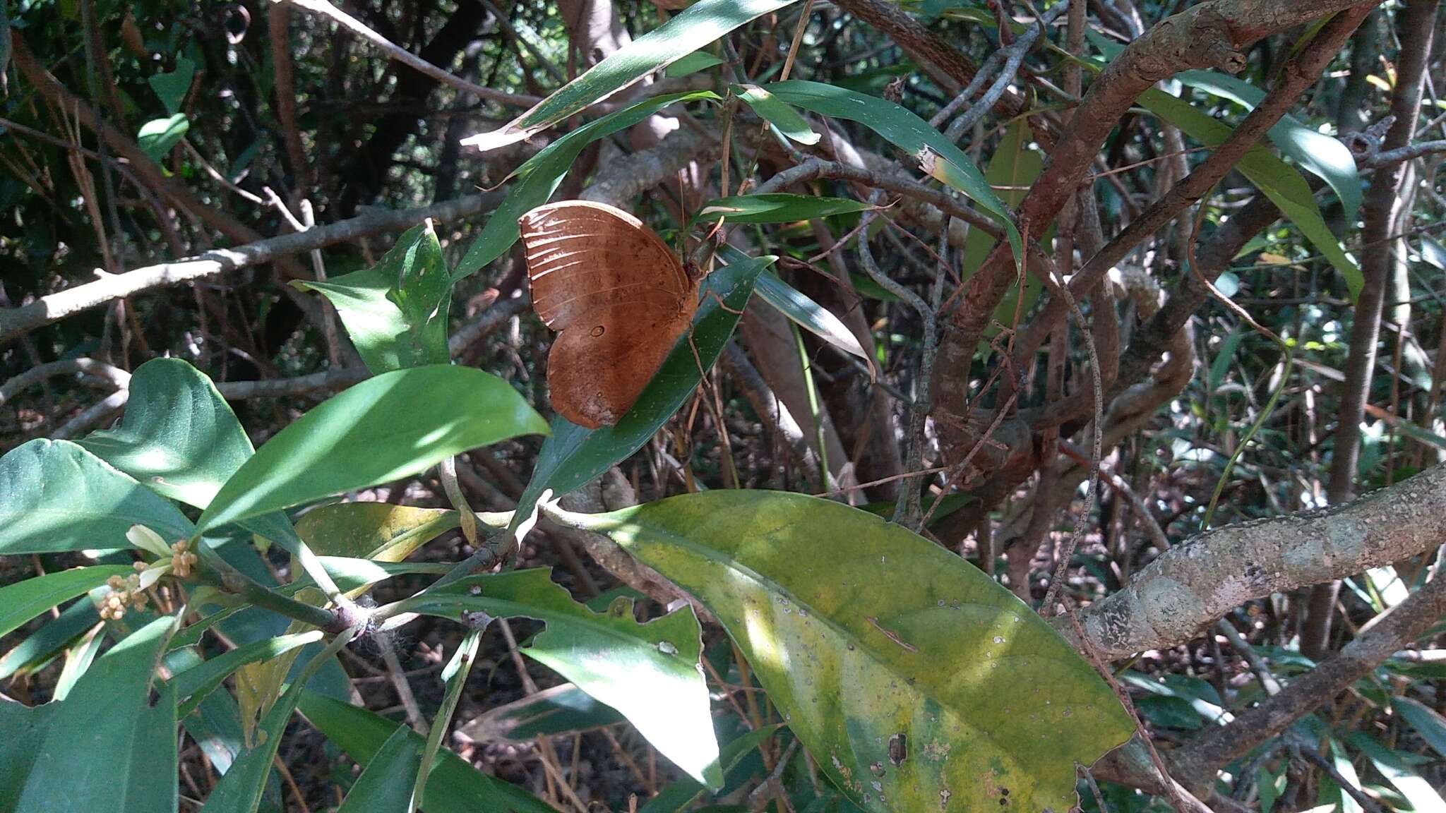 Imagem de Discophora sondaica Boisduval 1836