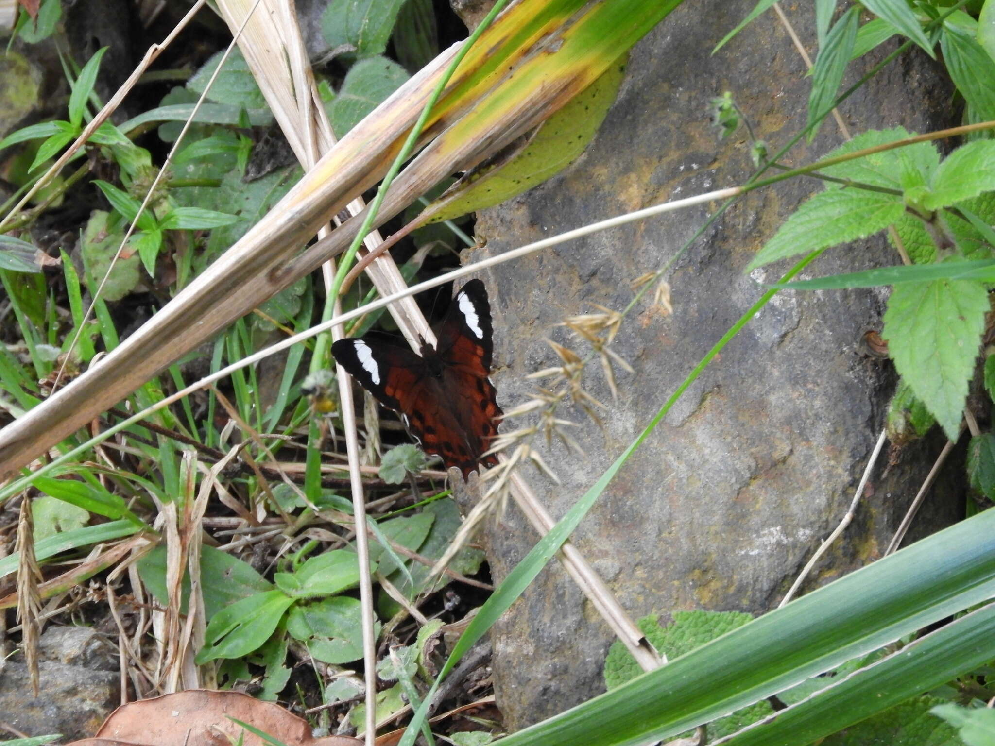 Image of Lasiophila prosymna Hewitson 1857