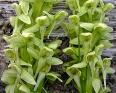 Image of Platanthera convallariifolia (Fisch. ex Lindl.) Lindl.