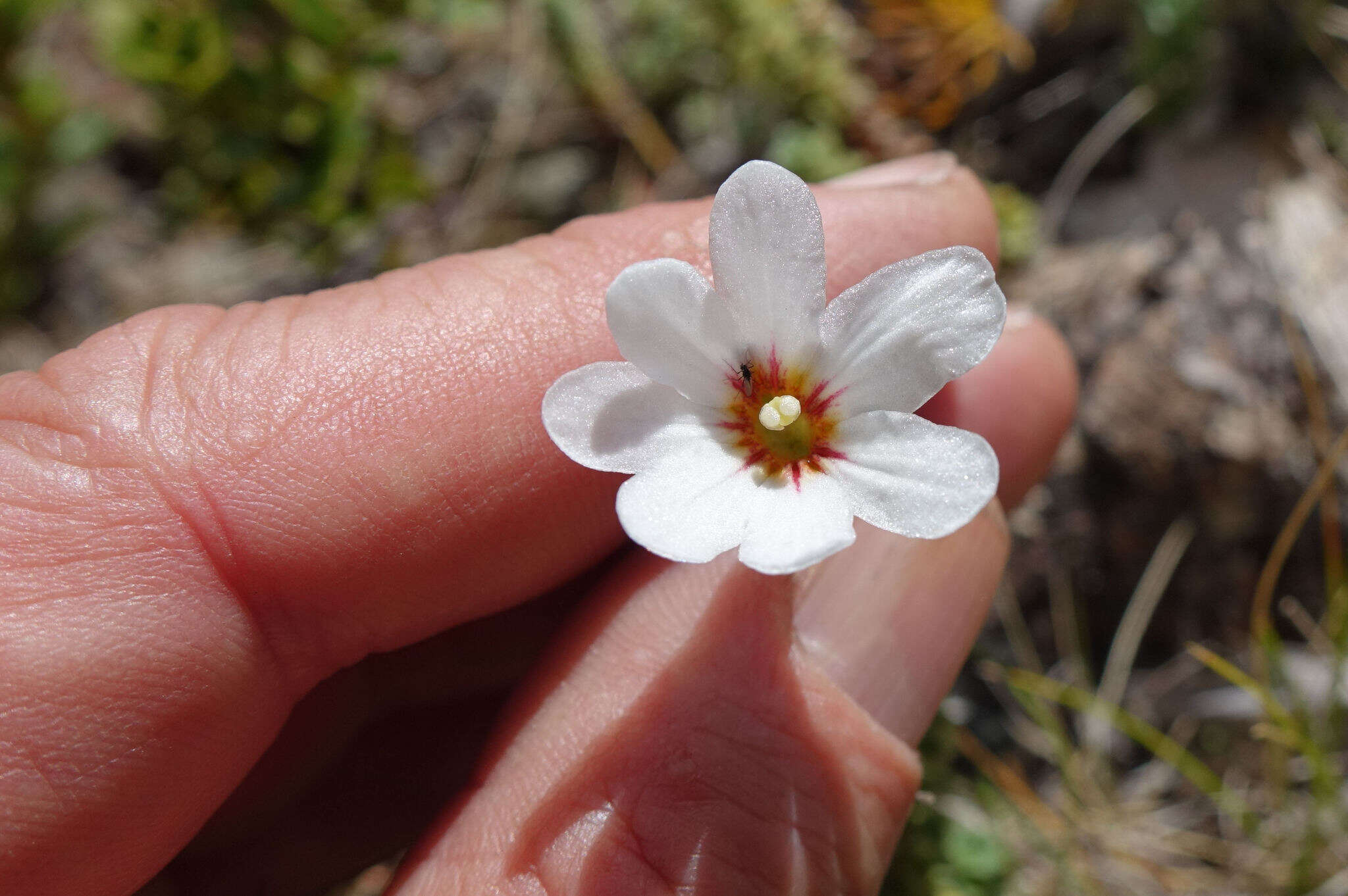 Image of Forstera sedifolia Forst. fil.