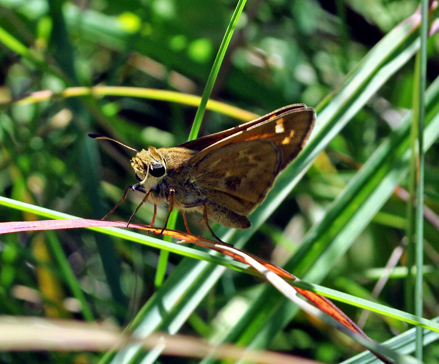 Atalopedes campestris Boisduval 1852 resmi