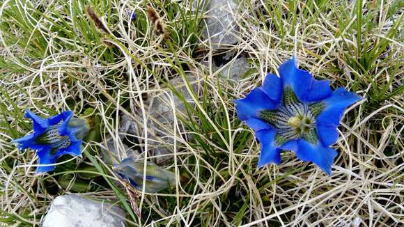 Imagem de Gentiana dinarica G. Beck