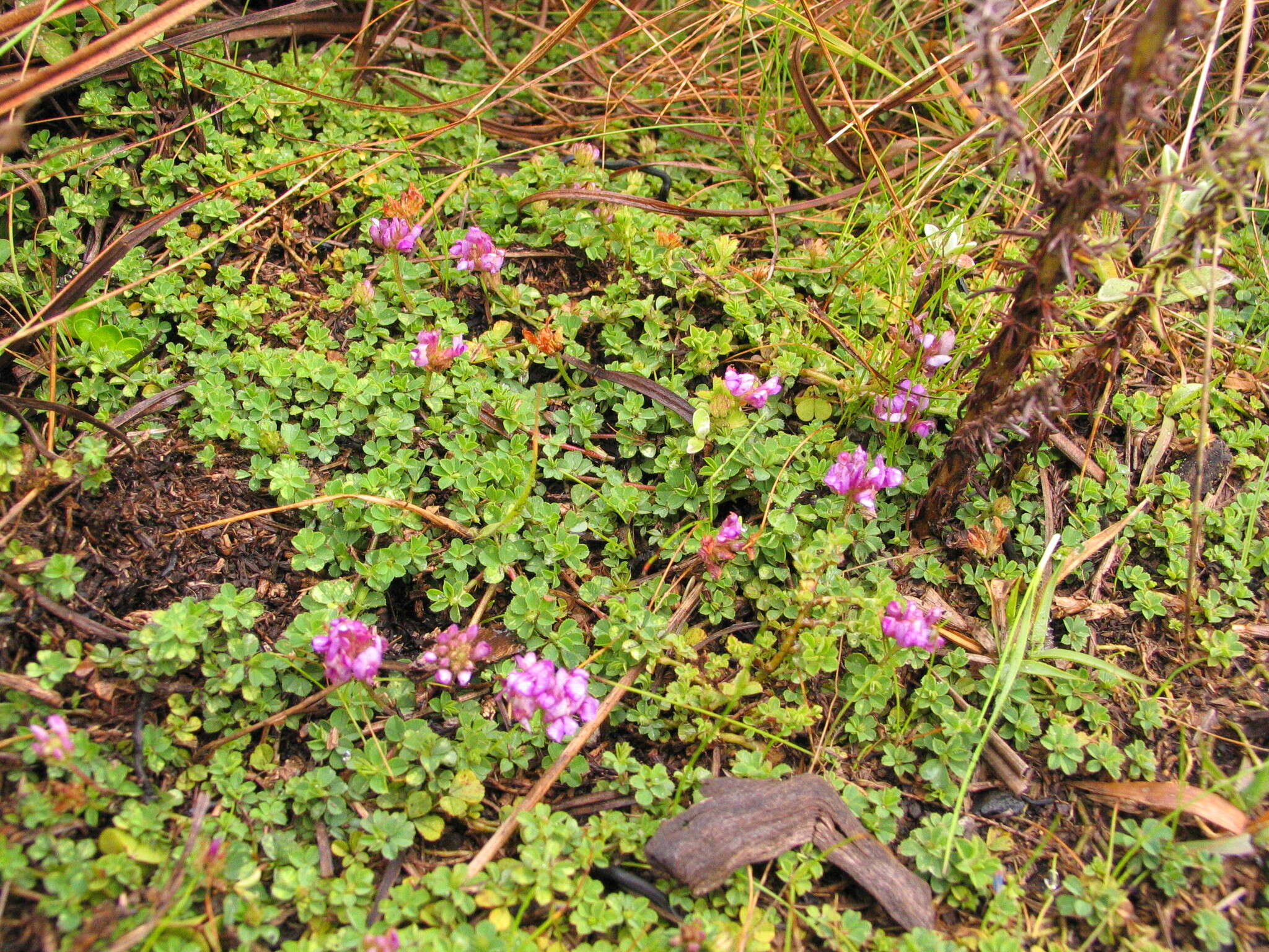 Image of Trifolium cryptopodium A. Rich.