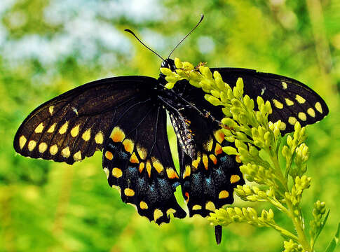 Image of Black Swallowtail