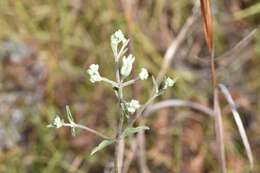 Eupatorium leucolepis (DC.) Torr. & A. Gray resmi