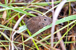 Image of Common Wood Nymph