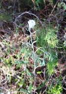 Слика од Helichrysum leucopsideum DC.