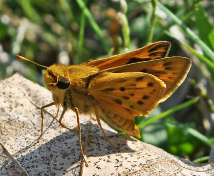 Image of Hylephila phyleus