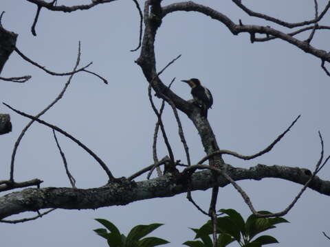 Image of Beautiful Woodpecker