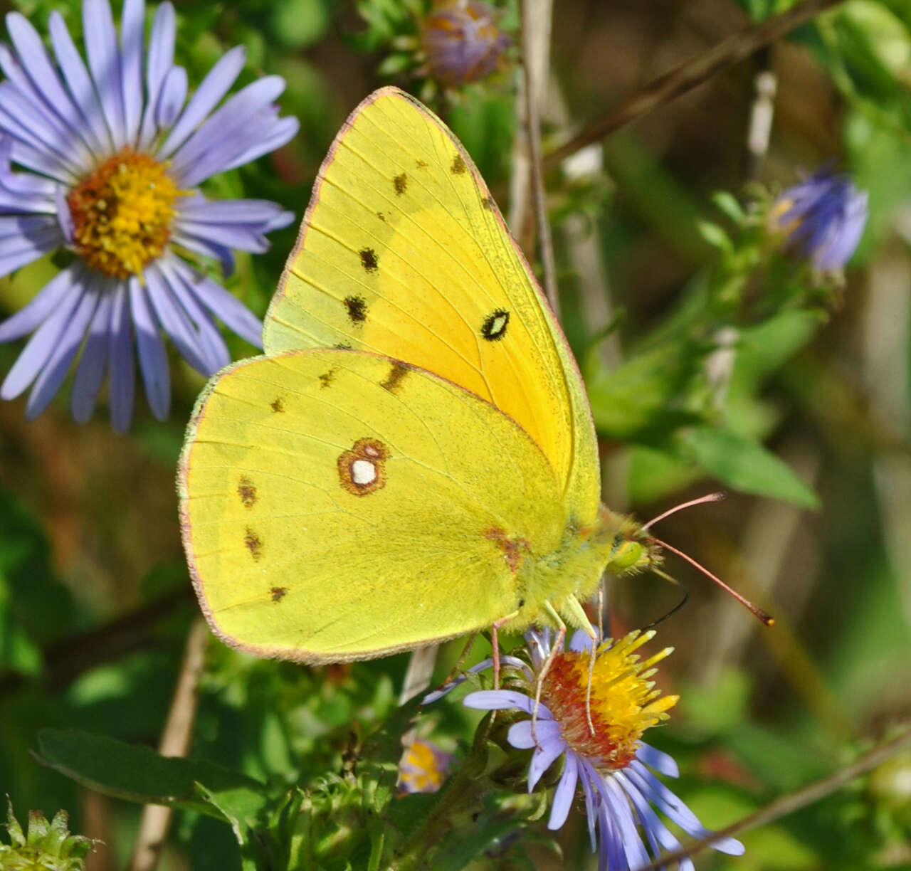 Image of Orange Sulphur