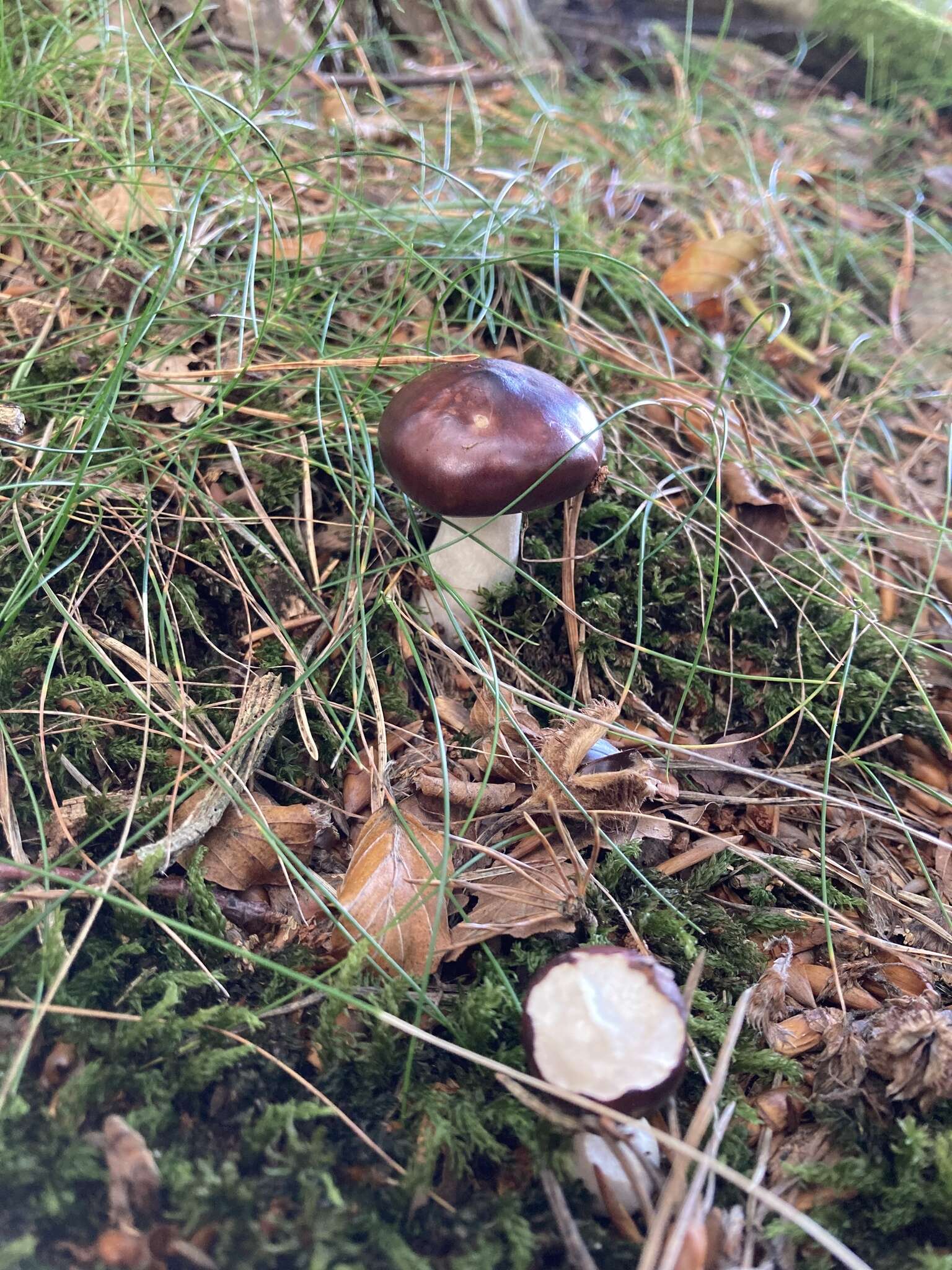 Image of Russula caerulea Fr. 1838