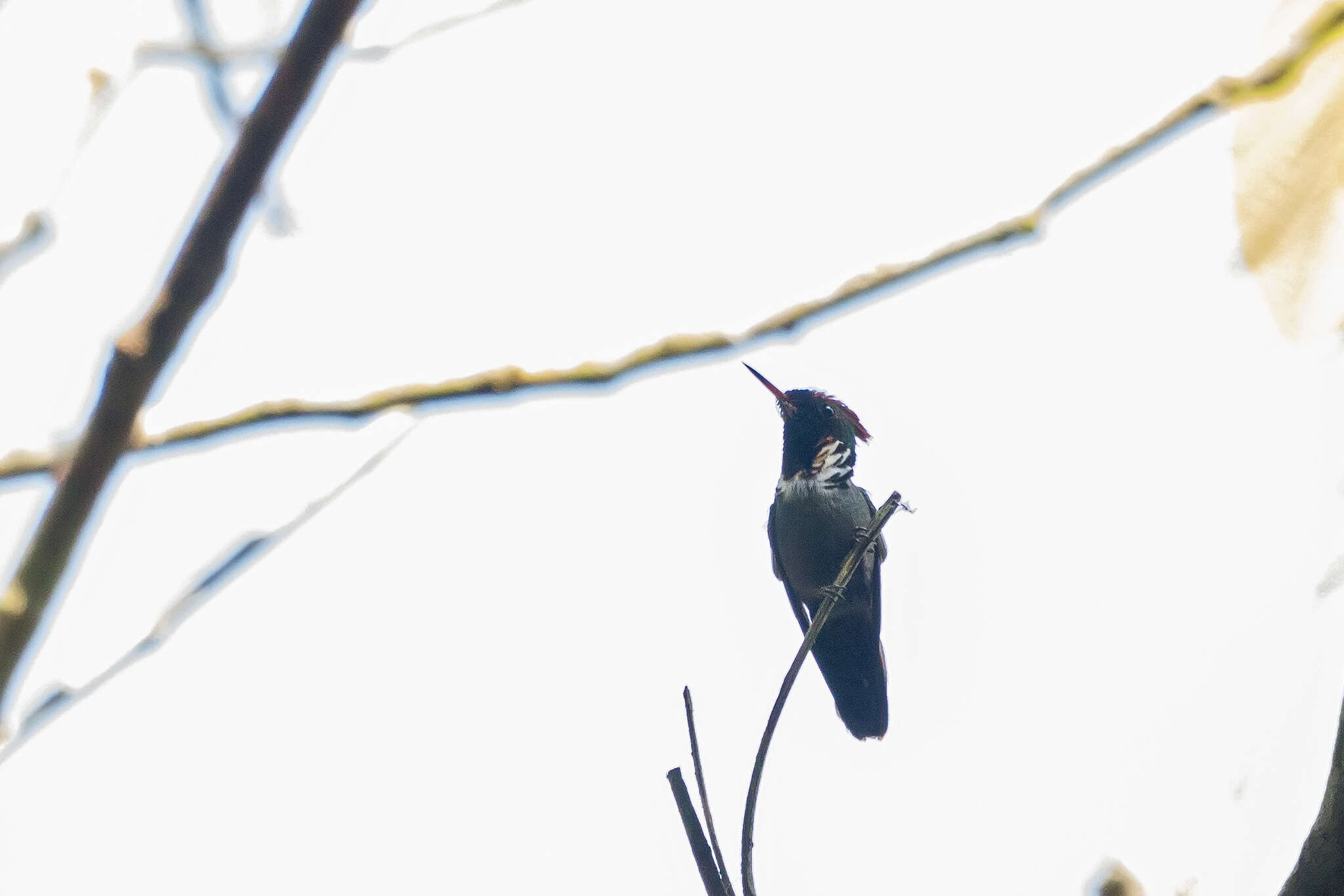 Lophornis magnificus (Vieillot 1817) resmi