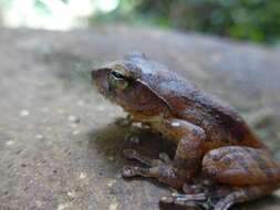 Image of Bubble-nest frog