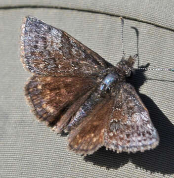 Plancia ëd Erynnis icelus Scudder & Burgess 1870