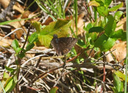 Image of Persius Duskywing