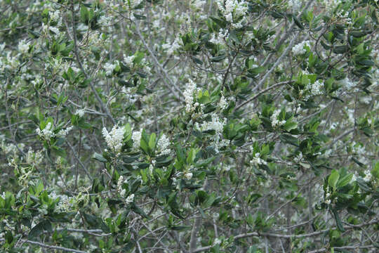 Image de Ceanothus arboreus Greene