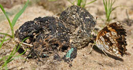 Image of Silvery Checkerspot