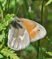 Image of Common Ringlet