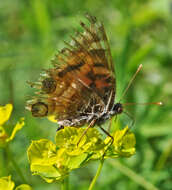 Image of Vanessa virginiensis