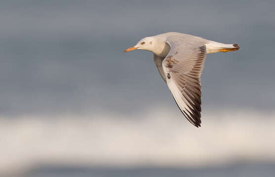 Image of Slender-billed Gull