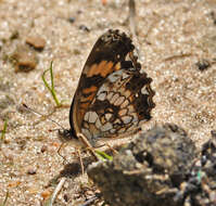 Image of Silvery Checkerspot