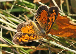 Image of Phyciodes cocyta