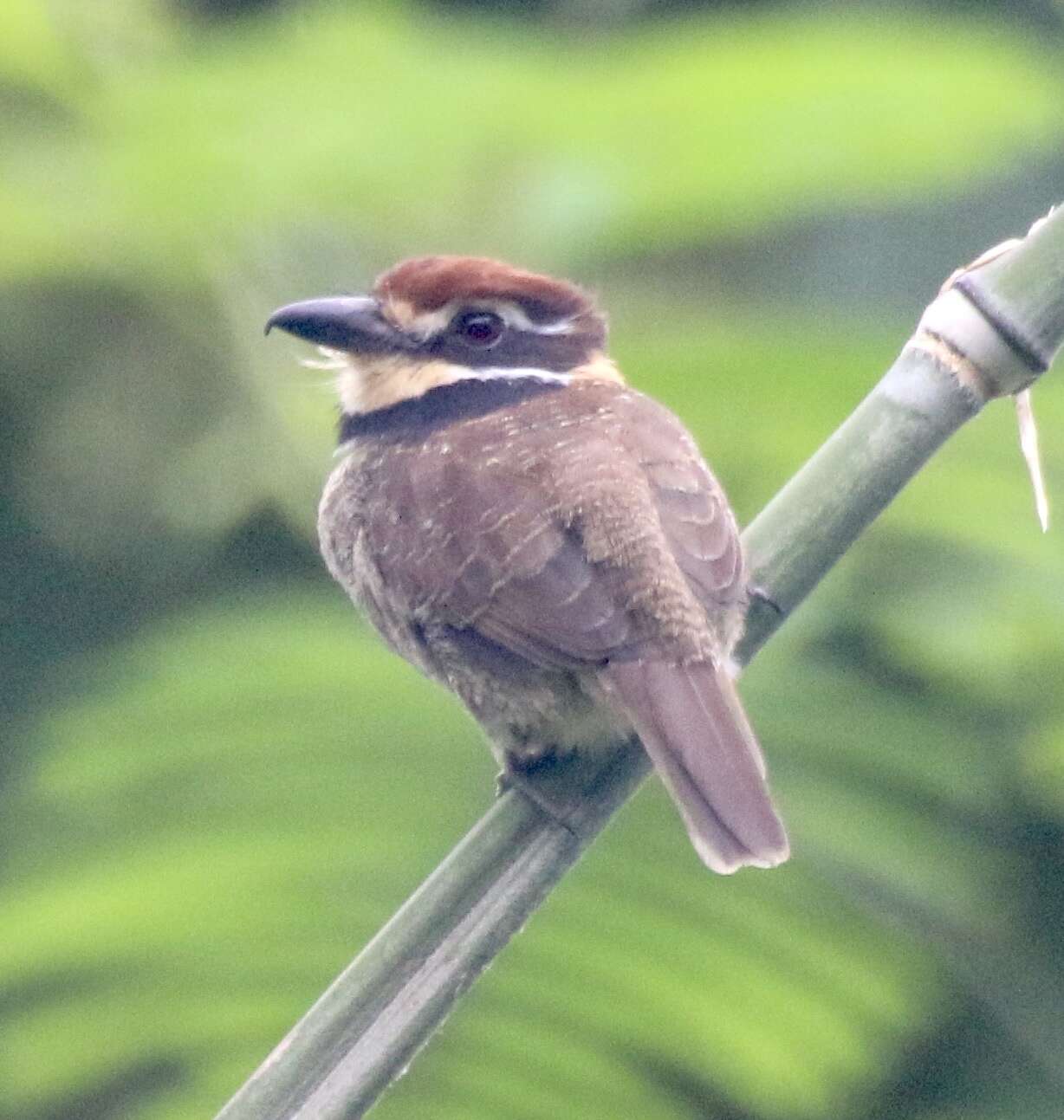 Image of Chestnut-capped Puffbird