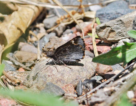 Image of Amblyscirtes vialis