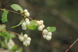 Image of common snowberry