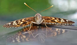 Image of Hackberry Emperor