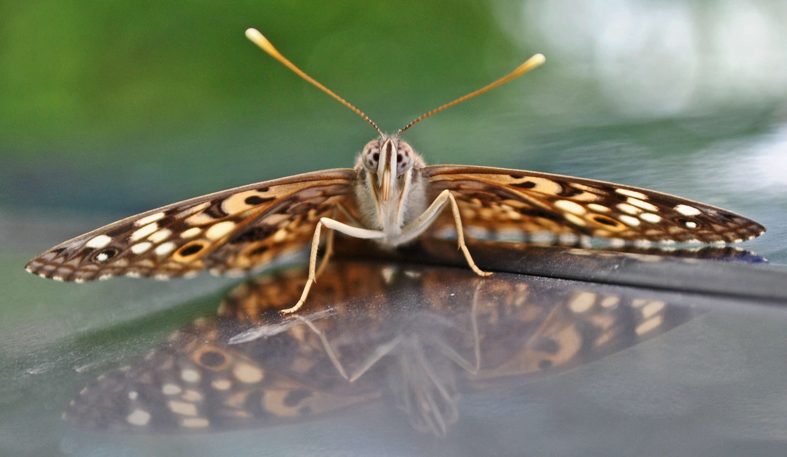 Image of Hackberry Emperor