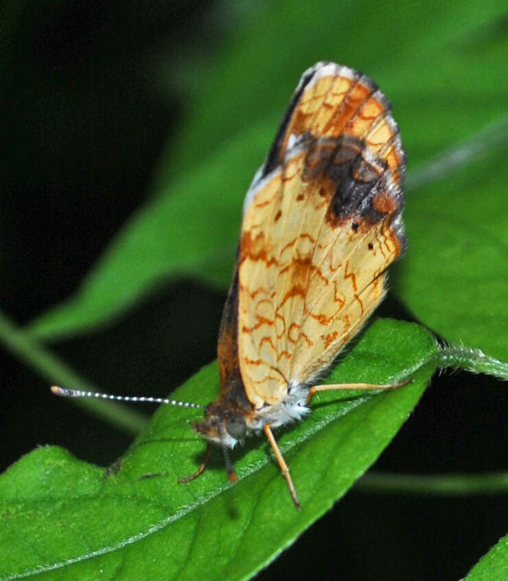 Image of Phyciodes cocyta