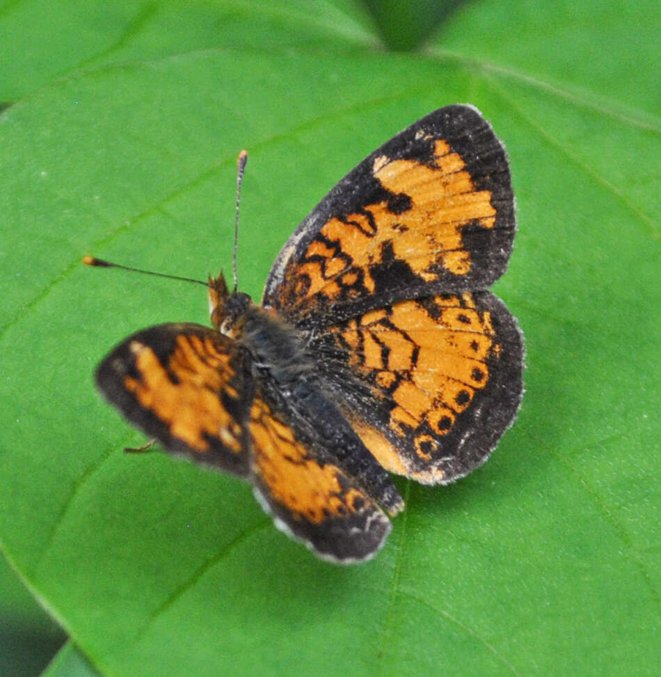 Image of Phyciodes cocyta